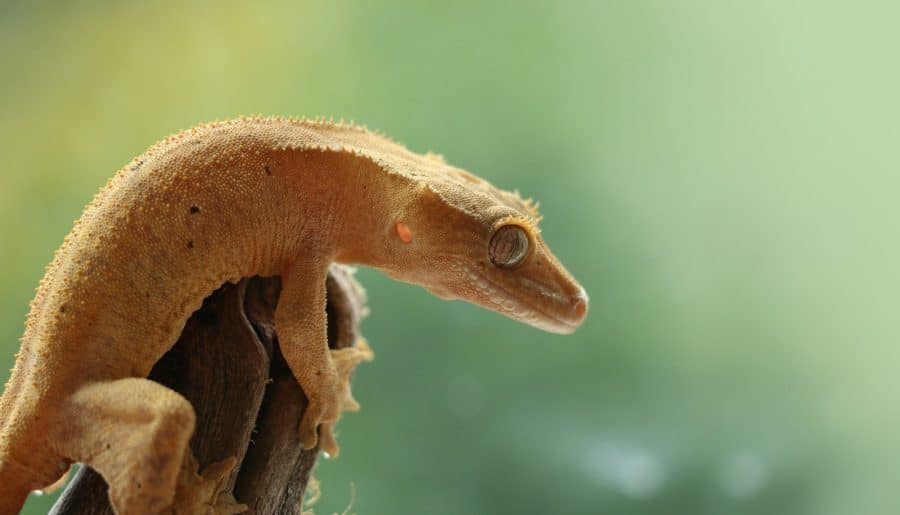 focused photo of a brown lizard