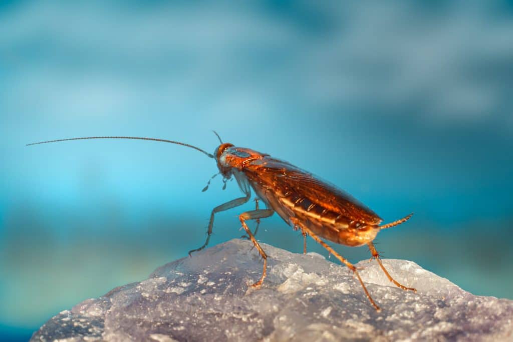 a close up of a bug on a rock