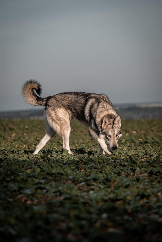 a dog walking on grass