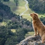 short-coated brown dog on gray cliff