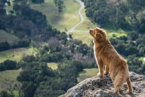 Here’s How Lost Dogs Find Their Way Home