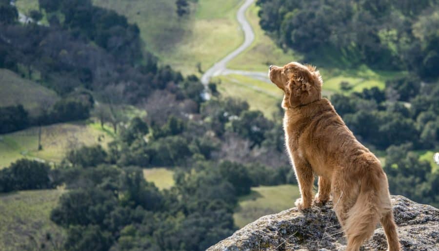 short-coated brown dog on gray cliff