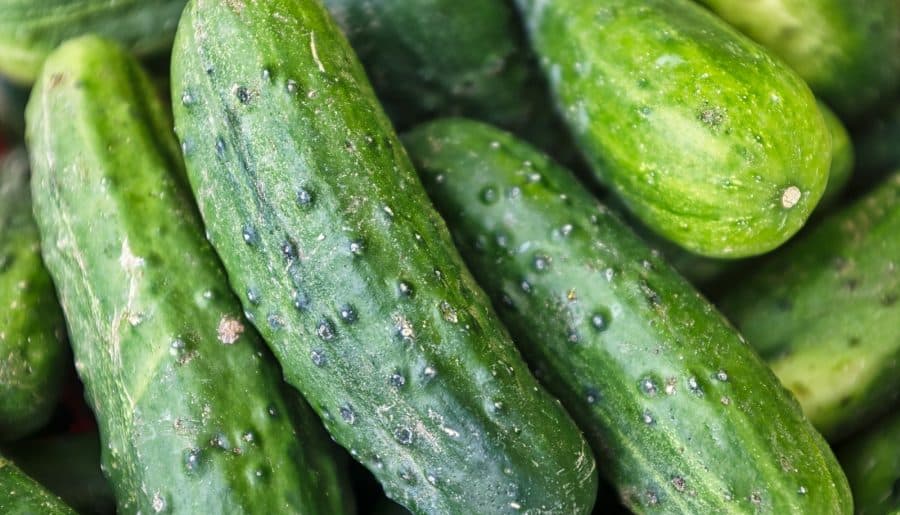 green cucumber lot