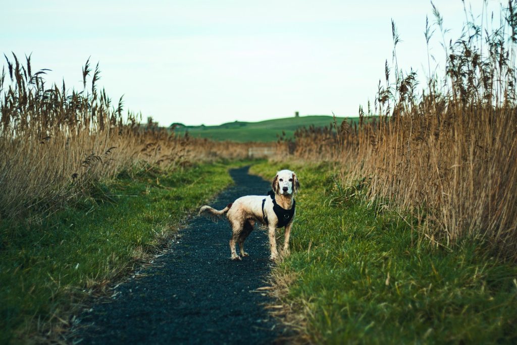 a dog that is standing in the grass