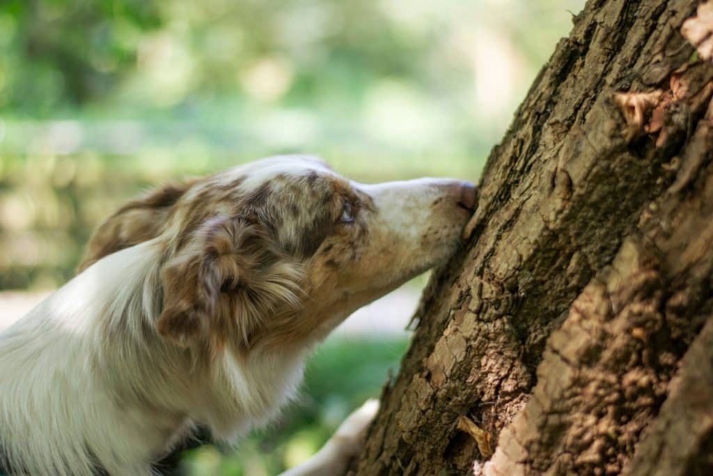 a dog looking at a tree