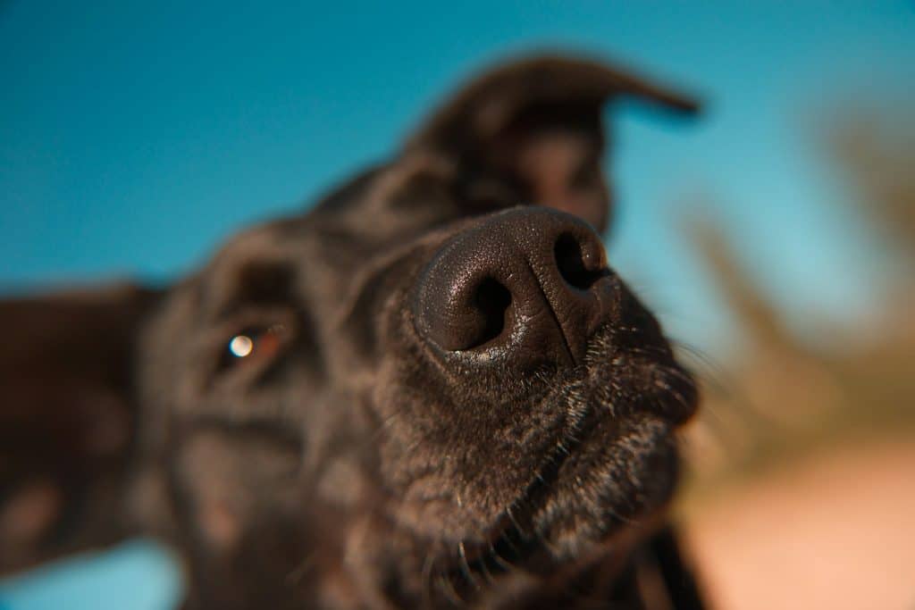 close-up of tan dog head