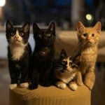 A group of cats sitting on top of a stool