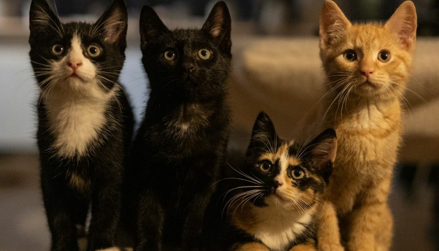 A group of cats sitting on top of a stool