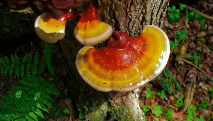 Meet the Reishi Mushroom!