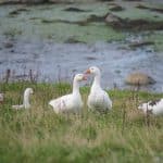 a group of ducks sitting on top of a grass covered field