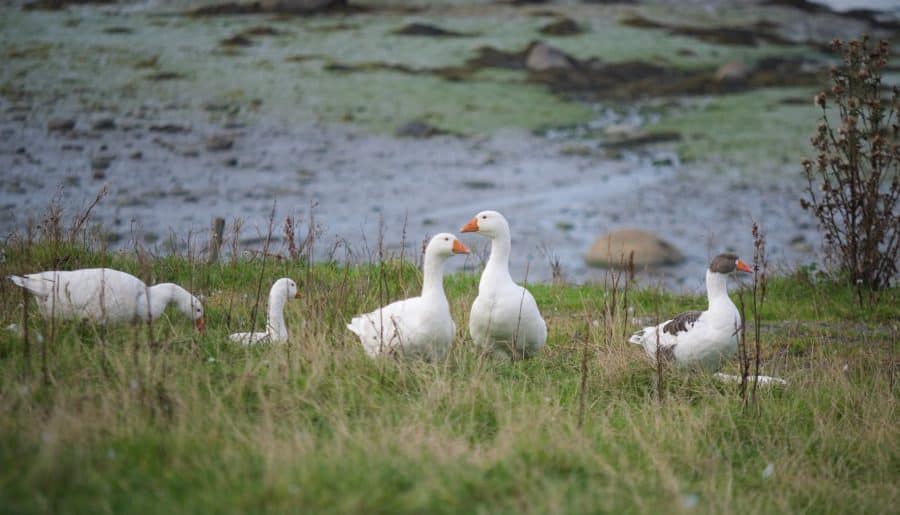 a group of ducks sitting on top of a grass covered field