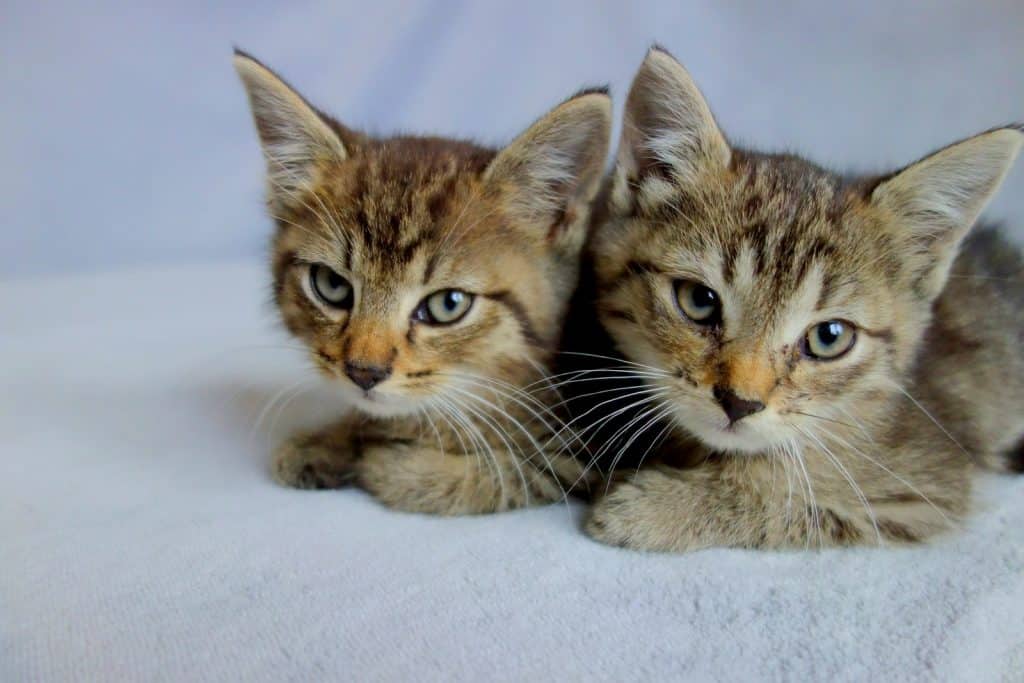 a couple of kittens laying on top of a white blanket