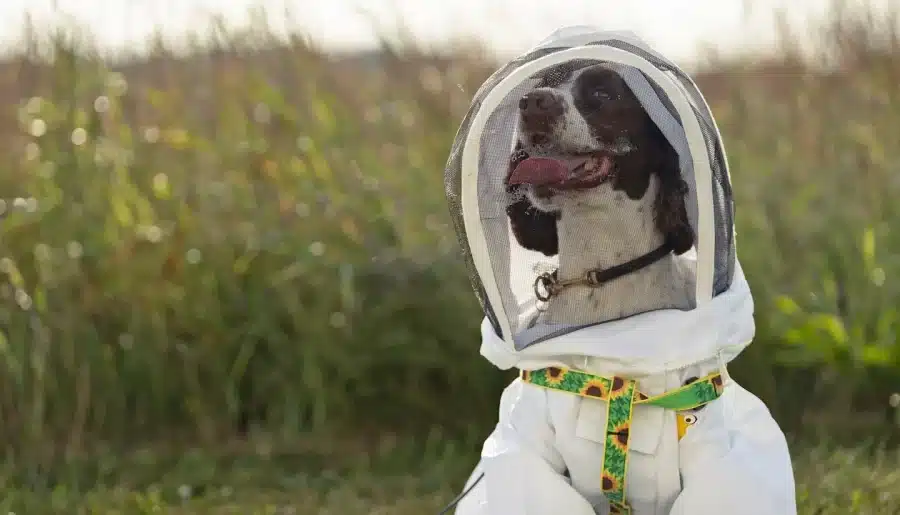 A Paw-sitive Change: Former Police Dog Now Protects Bees