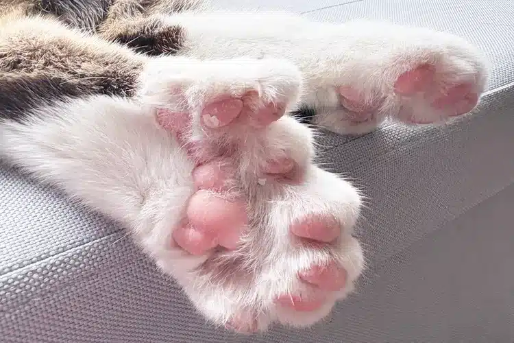 Rescued Kitten with 28 Toes Breaks Guinness World Record